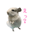 チンチラ「☆スカイラーのお部屋☆」vol.1（個別スタンプ：10）