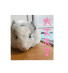 チンチラ「☆スカイラーのお部屋☆」vol.1（個別スタンプ：11）