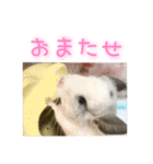 チンチラ「☆スカイラーのお部屋☆」vol.1（個別スタンプ：15）