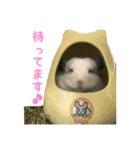 チンチラ「☆スカイラーのお部屋☆」vol.1（個別スタンプ：16）