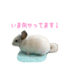 チンチラ「☆スカイラーのお部屋☆」vol.1（個別スタンプ：19）