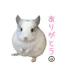 チンチラ「☆スカイラーのお部屋☆」vol.1（個別スタンプ：21）