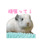 チンチラ「☆スカイラーのお部屋☆」vol.1（個別スタンプ：22）