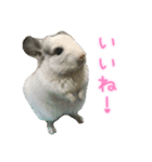 チンチラ「☆スカイラーのお部屋☆」vol.1（個別スタンプ：23）
