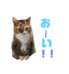 しまみけのモコちゃん1（個別スタンプ：1）