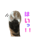 しまみけのモコちゃん1（個別スタンプ：2）