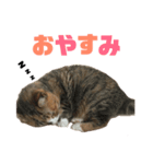 しまみけのモコちゃん1（個別スタンプ：4）