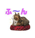 しまみけのモコちゃん1（個別スタンプ：8）