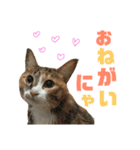 しまみけのモコちゃん1（個別スタンプ：10）