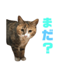 しまみけのモコちゃん1（個別スタンプ：12）