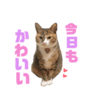 しまみけのモコちゃん1（個別スタンプ：14）