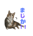 しまみけのモコちゃん1（個別スタンプ：15）