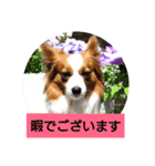 パピヨン 3（個別スタンプ：4）