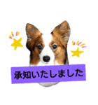 パピヨン 3（個別スタンプ：5）
