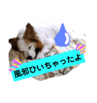 パピヨン 3（個別スタンプ：6）