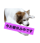 パピヨン 3（個別スタンプ：7）