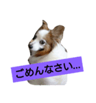 パピヨン 3（個別スタンプ：8）