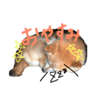 村上さんちのやまと（個別スタンプ：4）
