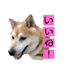 村上さんちのやまと（個別スタンプ：7）