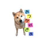 村上さんちのやまと（個別スタンプ：8）
