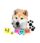 村上さんちのやまと（個別スタンプ：10）
