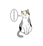 ねこちゃんいっぱい2 簡単英語と文字なし（個別スタンプ：15）