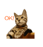 ベンガルねこのはるちゃん あいさつ（個別スタンプ：1）