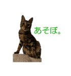 ベンガルねこのはるちゃん あいさつ（個別スタンプ：2）