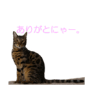 ベンガルねこのはるちゃん あいさつ（個別スタンプ：3）