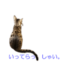 ベンガルねこのはるちゃん あいさつ（個別スタンプ：4）