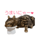 ベンガルねこのはるちゃん あいさつ（個別スタンプ：5）