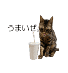 ベンガルねこのはるちゃん あいさつ（個別スタンプ：6）