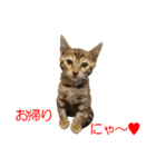 ベンガルねこのはるちゃん あいさつ（個別スタンプ：7）