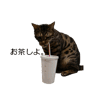 ベンガルねこのはるちゃん あいさつ（個別スタンプ：8）