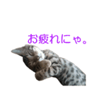 ベンガルねこのはるちゃん あいさつ（個別スタンプ：9）