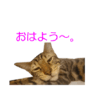 ベンガルねこのはるちゃん あいさつ（個別スタンプ：10）