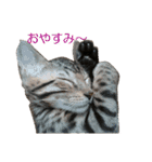ベンガルねこのはるちゃん あいさつ（個別スタンプ：11）