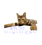 ベンガルねこのはるちゃん あいさつ（個別スタンプ：13）