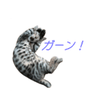 ベンガルねこのはるちゃん あいさつ（個別スタンプ：14）