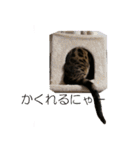 ベンガルねこのはるちゃん あいさつ（個別スタンプ：15）