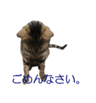ベンガルねこのはるちゃん あいさつ（個別スタンプ：16）