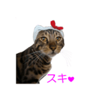ベンガルねこのはるちゃん あいさつ（個別スタンプ：17）