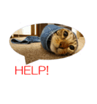ベンガルねこのはるちゃん あいさつ（個別スタンプ：18）