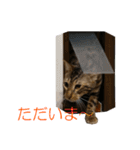 ベンガルねこのはるちゃん あいさつ（個別スタンプ：19）