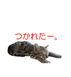 ベンガルねこのはるちゃん あいさつ（個別スタンプ：20）