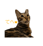 ベンガルねこのはるちゃん あいさつ（個別スタンプ：21）