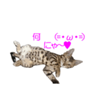 ベンガルねこのはるちゃん あいさつ（個別スタンプ：22）
