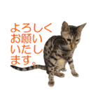 ベンガルねこのはるちゃん あいさつ（個別スタンプ：25）