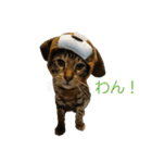ベンガルねこのはるちゃん あいさつ（個別スタンプ：26）