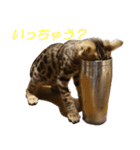 ベンガルねこのはるちゃん あいさつ（個別スタンプ：27）